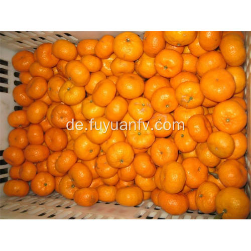 Großhandelspreis Baby Mandarin mit guter Qualität